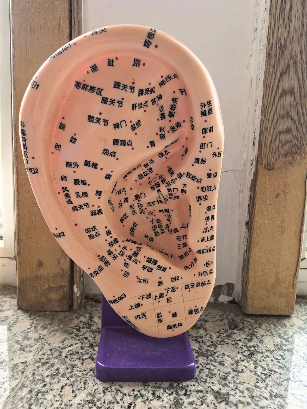 Ear acupressure teaching model showing auricular acupoints and reflex zones